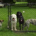 dogs