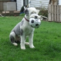 pixie-and-her-ball-scaled