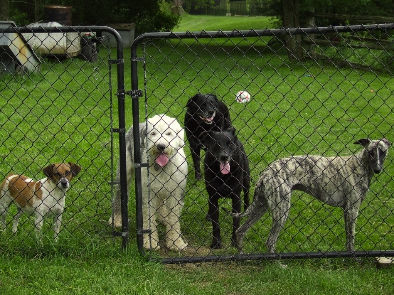 Jazzy J., Pixie, Beau, Jake and Ripple