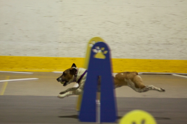 Jazzy J. at a flyball tournament in Napanee