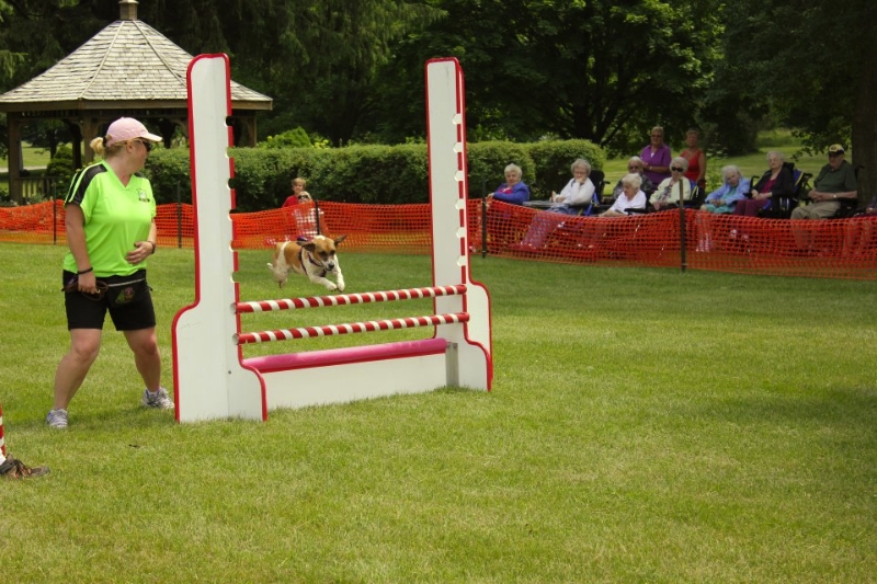 Picton flyball demo 2012
