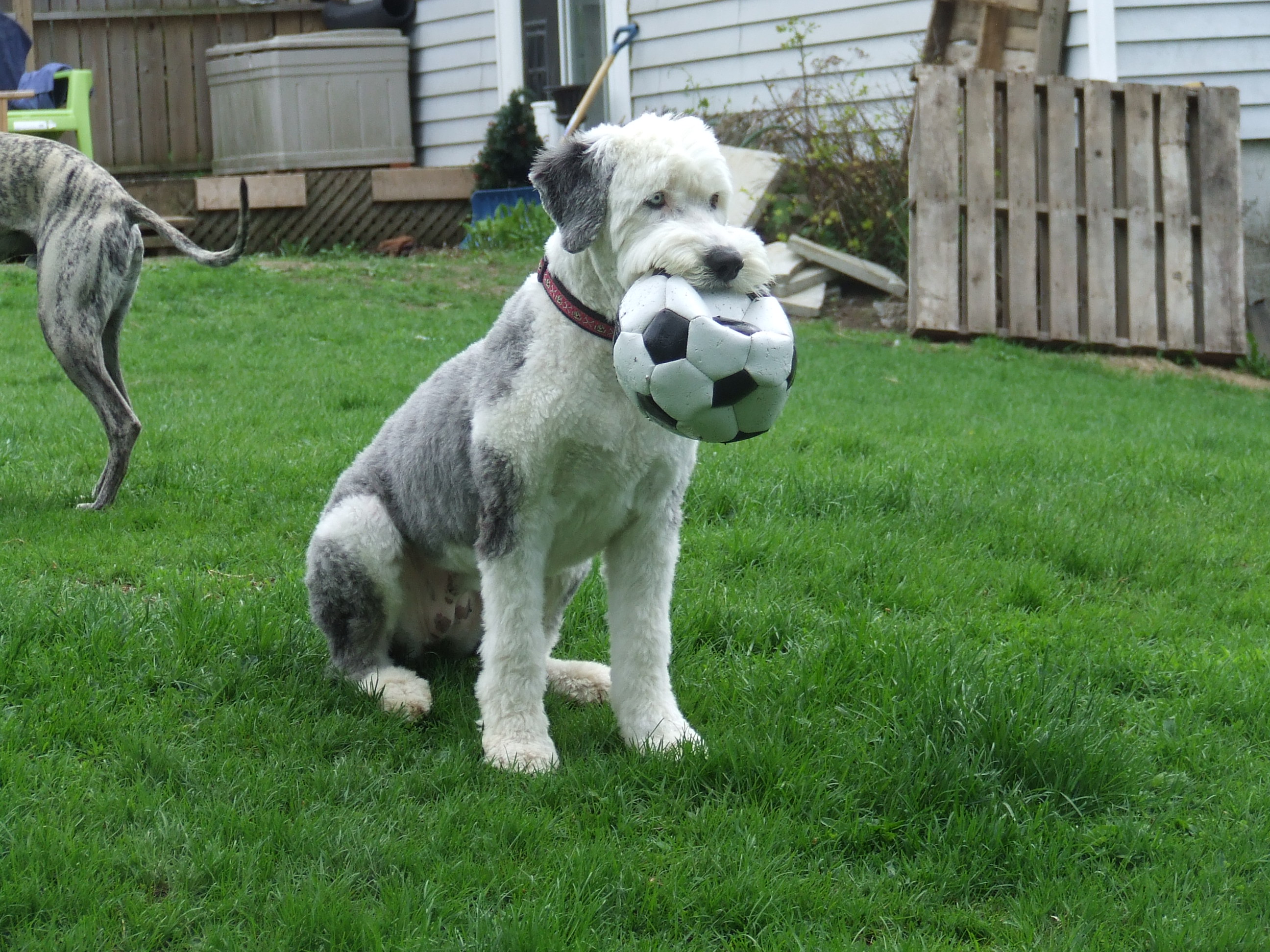 pixie-and-her-ball