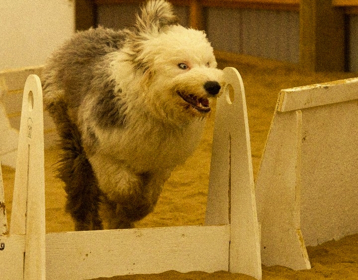 Pixie starting her flyball training