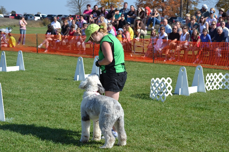 Flyball demo at the Norwood Fair