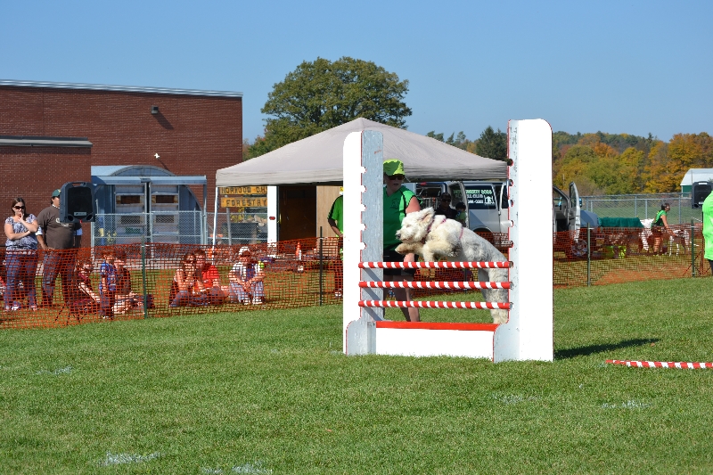 Pixie high jump