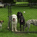 Jazzy J., Pixie, Beau, Jake and Ripple