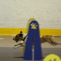 Jazzy J. at a flyball tournament in Napanee