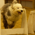 Pixie starting her flyball training