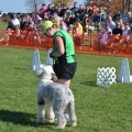 Flyball demo at the Norwood Fair