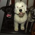 Beau, Pixie and Ripple on the treadmill!