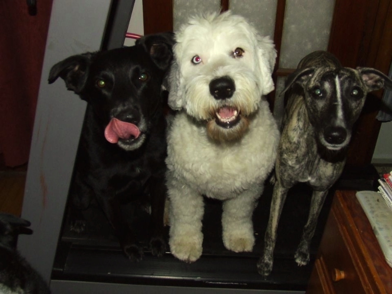 Beau, Pixie and Ripple on the treadmill!