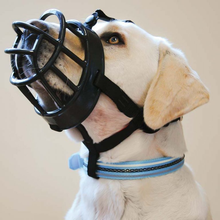Muzzle Training your dog the RIGHT way! Team Fido Dog Training
